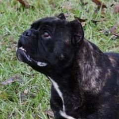 Coal - Shorty Bull