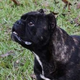 Coal - Shorty Bull