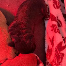Girl 1 - Black female Labrador Retriever puppy in Reidsville, North Carolina from Wilson’s Pointers