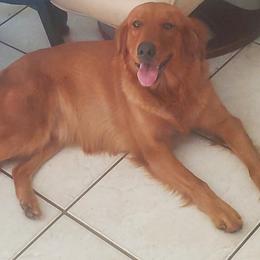 Golden Retrievers and Labrador Retrievers from Hogarth's Kennel Haven