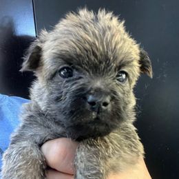 Lion Boy 1 - Wheaten male Cairn Terrier puppy in Bigfork, Minnesota from Dachshunds Up North