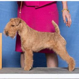 American Staffordshire Terriers and Lakeland Terriers from Goldmere Kennel