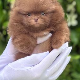 Pomeranian Puppies from Pomeranian gem