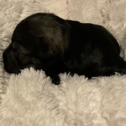 Boy 5 - male Miniature Schnauzer puppy in Osseo, Michigan from Kathy's Mini Schnazuers