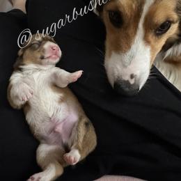 Pembroke Welsh Corgi Puppies from Sugarbush Corgis