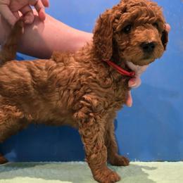 Red Collar - Red  male Poodle puppy in Vass, North Carolina from Dakliff Standard Poodles