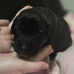 Anatolian Shepherd Dog Puppies from Florida Anatolian Shepherds