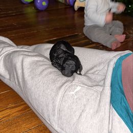 Jemma - Black female Labradoodle puppy in Constableville, New York from Zehr’s Labradoodles & Bernedoodles