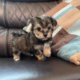 Morkie and Yorkshire Terrier Puppies from Jewels Yorkshire’s