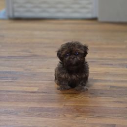 Cedar - Chocolate male Shih Tzu puppy in Ronda, North Carolina from Willow River