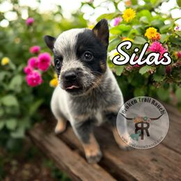 SILAS - Blue male Australian Cattle Dog puppy in Kalispell, Montana from BTR Australian Cattle Dogs