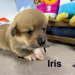 Iris - Sable female Pembroke Welsh Corgi puppy in Apison, Tennessee from Ashmore Corgis