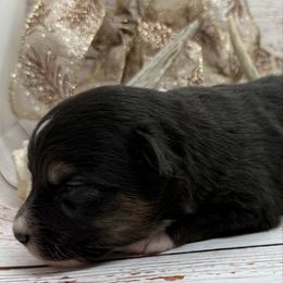 BTF - Black tri female Toy Australian Shepherd puppy in Lindale, Texas from Circle JTS Ranch