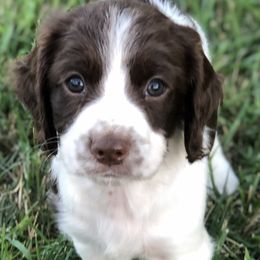 English Springer Spaniel Puppies from Southern Springers