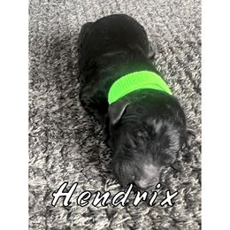 Hendrix - Black Poodle puppy in Gastonia, North Carolina from Little Toy Poodles