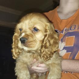 Cocker Spaniels from Smith's Main Squeeze