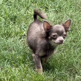 Pipe - Chihuahua