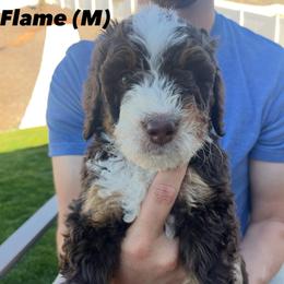 Hugh - Tri-color male Bernedoodle puppy in Saratoga Springs, Utah from Coconut Bernedoodles