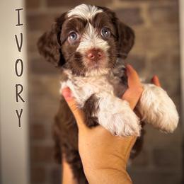 Ivory - Chocolate female Australian Labradoodle puppy in Decatur, Alabama from Southern Meadows Doodles