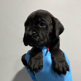 Female 1 - Black brindle female Cane Corso puppy in Cashion, Oklahoma from APEXOK Cane Corsos LLC