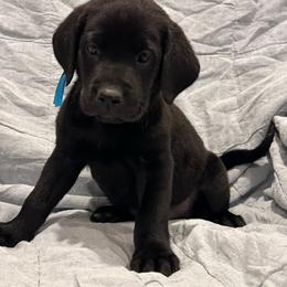 Blue collar - Black male Labrador Retriever puppy in Decatur, Indiana from Sporting Ridge K9’s