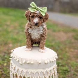 Fluff - Red  female Goldendoodle puppy in Whitesburg, Georgia from Asbury & Co Farms