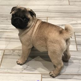 Pug Puppies from Hopestars Pugs