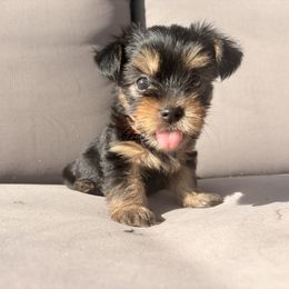 Yorkshire Terrier Puppies from Jaymele Fultz