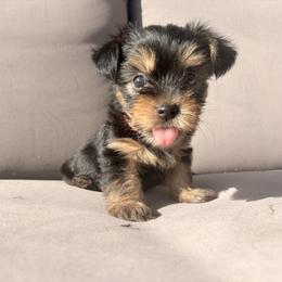 Yorkshire Terrier Puppies from Jaymele Fultz