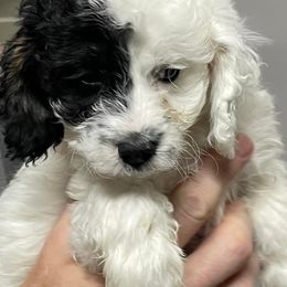 Cavapoos, Goldendoodles, Labradoodles, Poodles, and Sheepadoodles from Wagadoodlesnw