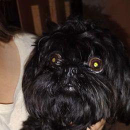 Nala - Shih Tzu