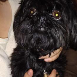 Nala - Shih Tzu
