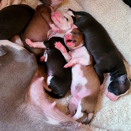 Italian Greyhound Puppies from Macabre Italian Greyhounds