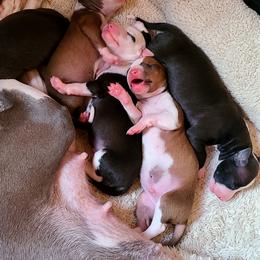 Italian Greyhound Puppies from Macabre Italian Greyhounds