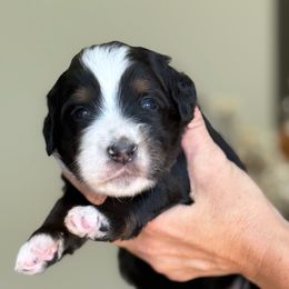 Gaza - Tri-color female Bernedoodle puppy in Yuciapa, California from AlltheDoodlez_