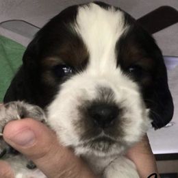 English Springer Spaniel Puppies from River’s Edge ~ English Springer Spaniels