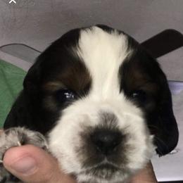 English Springer Spaniel Puppies from River’s Edge ~ English Springer Spaniels