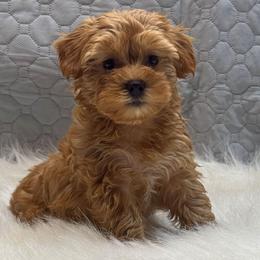 Fagan - Red female Yorkipoo puppy in Lebanon, Kentucky from Mosaic Merle Doodles