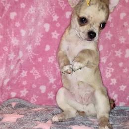 Chihuahuas from Dee Hayes