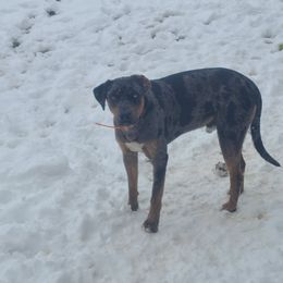 Catahoula Leopard Dog Puppies from ZM Catahoulas