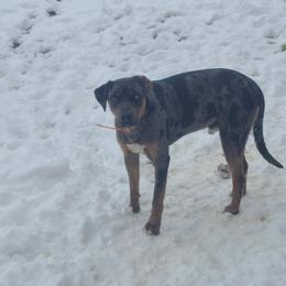 Catahoula Leopard Dog Puppies from ZM Catahoulas