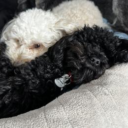 Poodle Puppies from Singing Sands Poodles