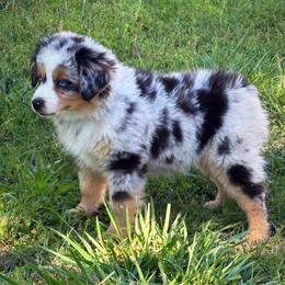 Eric - Blue merle male Miniature American Shepherd puppy in Smithville, Arkansas from Cooper Creek Aussies