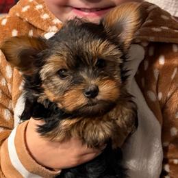 Spunky - Blue and gold male Yorkshire Terrier puppy in Valparaiso, Indiana from Baywood Yorkshire Terriers
