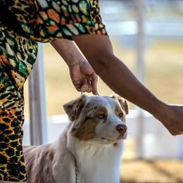 Australian Shepherd All Grown Up from Petrichor Australian Shepherds