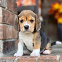 Leni - Black tan and white male Beagle puppy in Mansfield, Missouri from Rippee Creek Kennel