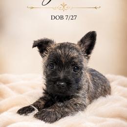 Nighean - Red brindle female Cairn Terrier puppy in Pottersville, Missouri from Cairn Terriers of Heatherridge,LLC