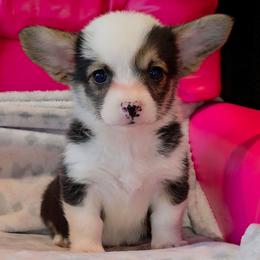Teddy - Black and tan male Pembroke Welsh Corgi puppy in New Hampshire from Muddy Paws Corgis