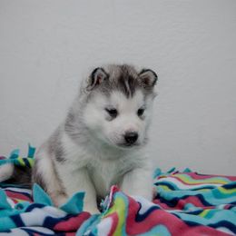 Siberian Husky Puppies from Shedenara Siberians