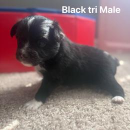 Bear - Black tri male Toy Australian Shepherd puppy in Alabaster, Alabama from Bama Belle Aussies